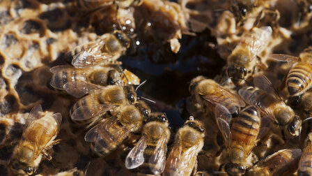 Katso Hämärä hunajakauppa. Jakso 1, kausi 1.