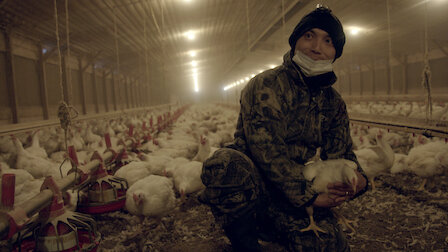 Katso Siipikarjaskandaali. Jakso 4, kausi 1.