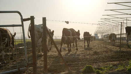 Katso Mitätön maitotili. Jakso 5, kausi 1.
